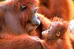 Mammals