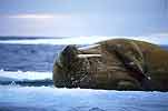 Marine Mammals
