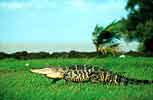 Reptiles and Amphibians